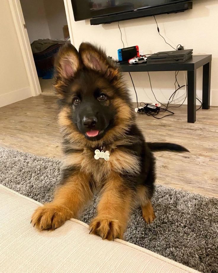 German Shepherd